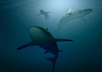 Rising ocean acidity may damage sharks’ teeth: Study