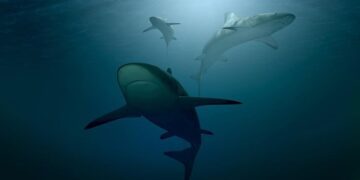 Rising ocean acidity may damage sharks’ teeth: Study
