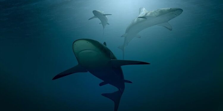 Rising ocean acidity may damage sharks’ teeth: Study
