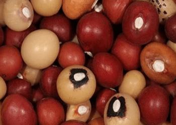 Nigerians urged to embrace Bambara nut for cancer, diabetes treatment, other benefits