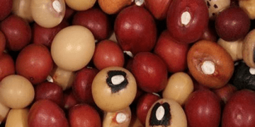 Nigerians urged to embrace Bambara nut for cancer, diabetes treatment, other benefits