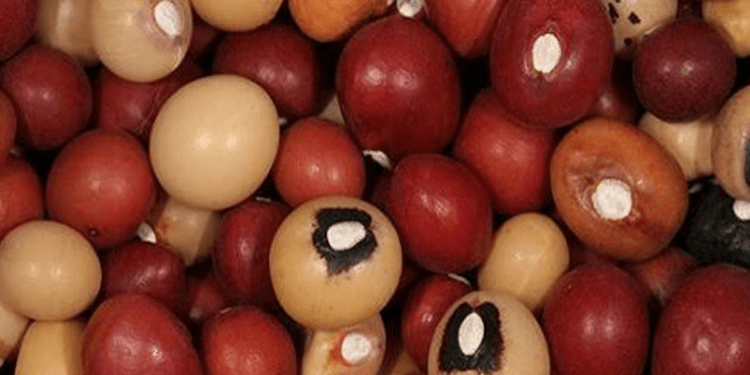Nigerians urged to embrace Bambara nut for cancer, diabetes treatment, other benefits