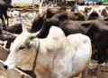 Seven Kwara LG chairs shut cattle markets indefinitely over insecurity