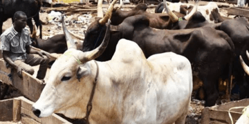 Seven Kwara LG chairs shut cattle markets indefinitely over insecurity