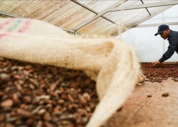 Cocoa falls more than 40% amid waning drought concerns, increasing harvest
