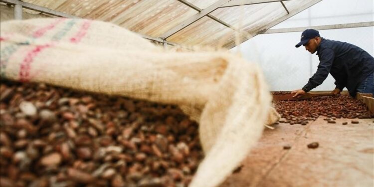 Cocoa falls more than 40% amid waning drought concerns, increasing harvest