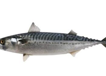 FCT residents lament soaring prices of fish, beef