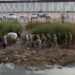 Mexico reports 109,000 repatriated nationals since Trump’s return to office