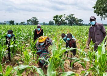 Young agripreneurs, innovators hope for profitable agricultural value chains