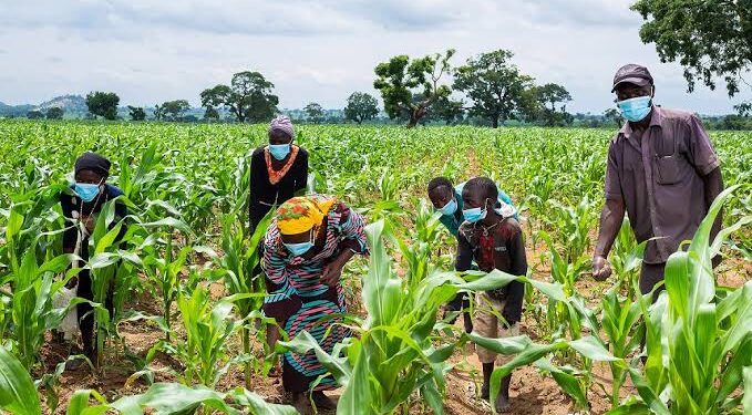 Young agripreneurs, innovators hope for profitable agricultural value chains