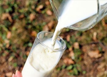 Bird flu virus found in raw milk cheese, study finds