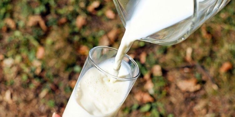 Bird flu virus found in raw milk cheese, study finds