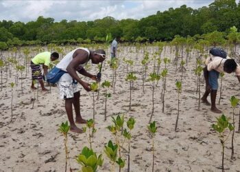 ‘Transformed my life’: Tanzania’s farmers adapt to new climate reality with agroforestry