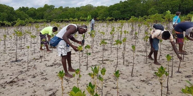 ‘Transformed my life’: Tanzania’s farmers adapt to new climate reality with agroforestry