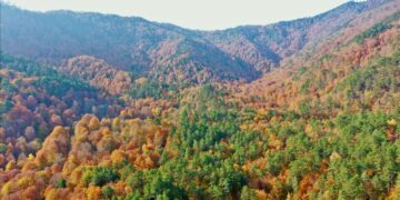 EU consumption destroyed 100 trees per minute, says WWF