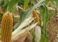 Malawi bans exportation of maize to improve food security as hunger bites