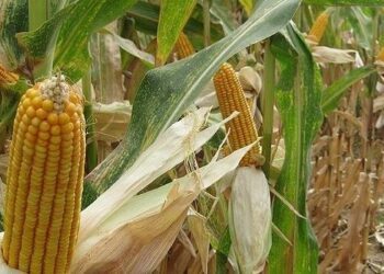 Malawi bans exportation of maize to improve food security as hunger bites