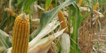 Malawi bans exportation of maize to improve food security as hunger bites