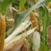 Malawi bans exportation of maize to improve food security as hunger bites