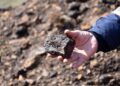 Scientists extract rare earth minerals from living plants