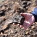 Scientists extract rare earth minerals from living plants