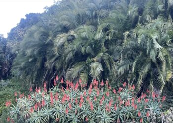 Africa’s forests become net carbon source, threatening planet’s climate balance: Study