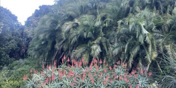 Africa’s forests become net carbon source, threatening planet’s climate balance: Study