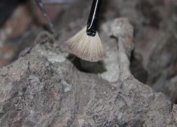 Surprising face of 1.5M-year-old Homo erectus sheds new light on early human diversity