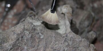 Surprising face of 1.5M-year-old Homo erectus sheds new light on early human diversity