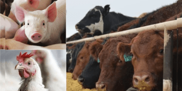 Soaring livestock costs squeeze yuletide budgets of FCT residents
