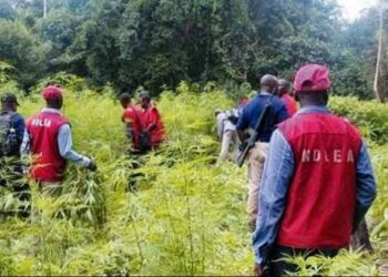 NDLEA intercepts 7.6 million tramadol pills, 76,273kg Colorado