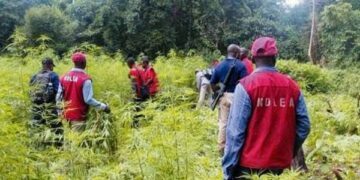 NDLEA intercepts 7.6 million tramadol pills, 76,273kg Colorado