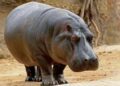 Farmers count losses as hippos destroy 17 farmlands in Gombe community