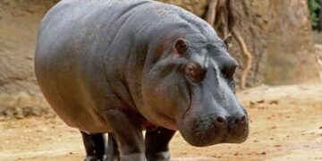 Farmers count losses as hippos destroy 17 farmlands in Gombe community