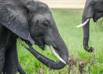 Kenya preserves world-famous super tusker elephant Craig after death