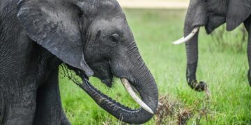Kenya preserves world-famous super tusker elephant Craig after death