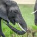 Kenya preserves world-famous super tusker elephant Craig after death