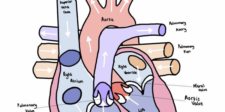 Cardiologist warns Nigerians against excessive consumption of energy drinks