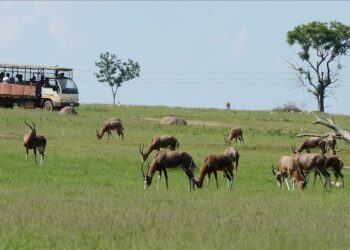 1 in 5 mammals faces extinction across South Africa, Lesotho, Eswatini