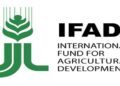 IFAD programme boosts rice, cassava production in Niger
