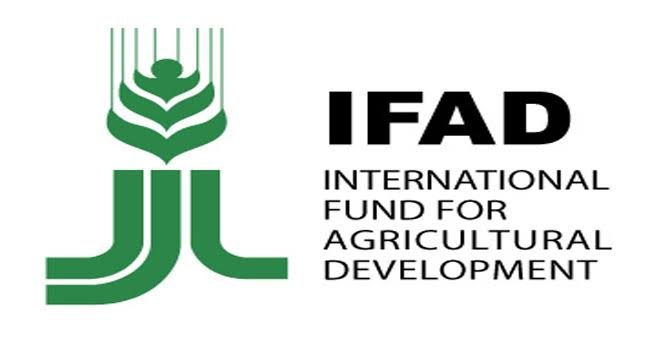 IFAD programme boosts rice, cassava production in Niger