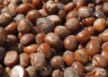 Tinubu approves extension of ban on raw shea nut exports
