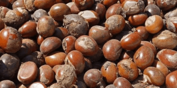 Tinubu approves extension of ban on raw shea nut exports