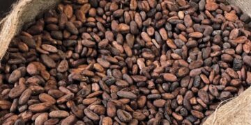 From boom to strain: Ghana’s cocoa sector grapples with falling prices