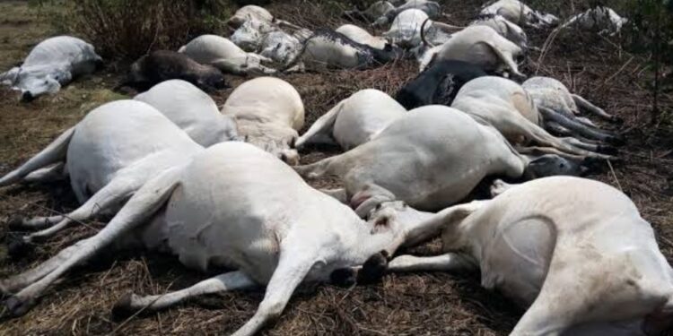 Herdsman forgives Ibadan man for poisoning cow, withdraws animal cruelty charge