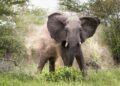 Oyo: Pandemonium in Innayin community as rampaging elephant kills one, resident missing
