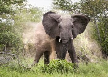 Oyo: Pandemonium in Innayin community as rampaging elephant kills one, resident missing