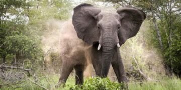 Oyo: Pandemonium in Innayin community as rampaging elephant kills one, resident missing