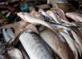 Researchers warn of global decline in fish growth due to over-fishing