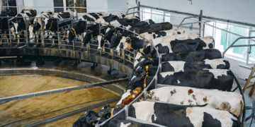 CSOs call on World Bank to stop financing factory farming